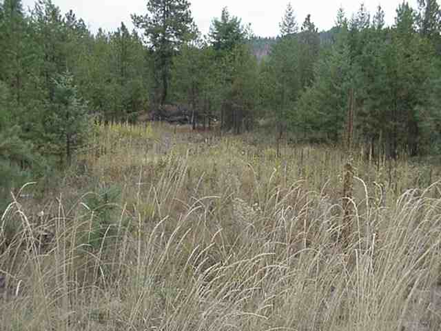 4200-blk Cemetery Road Springdale, WA 99173 - Photo 4 of 5