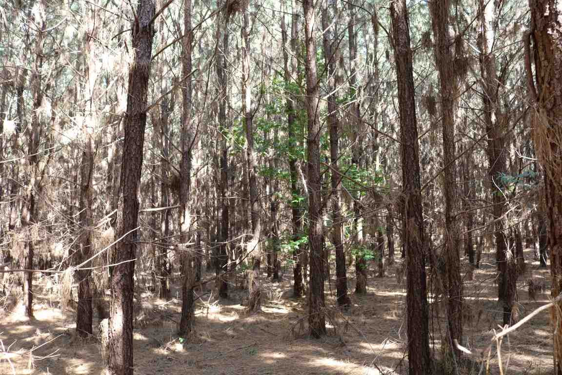 0 South Frontage Road Bentonia, MS 39040 - Photo 12 of 20 Photo 12
