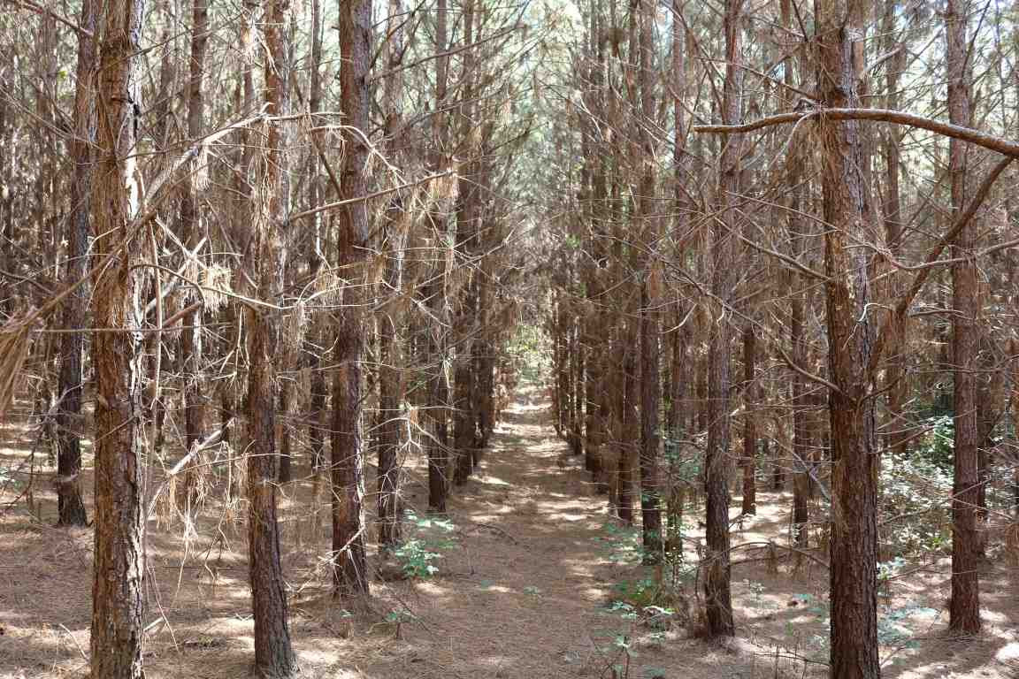 0 South Frontage Road Bentonia, MS 39040 - Photo 13 of 20 Photo 13
