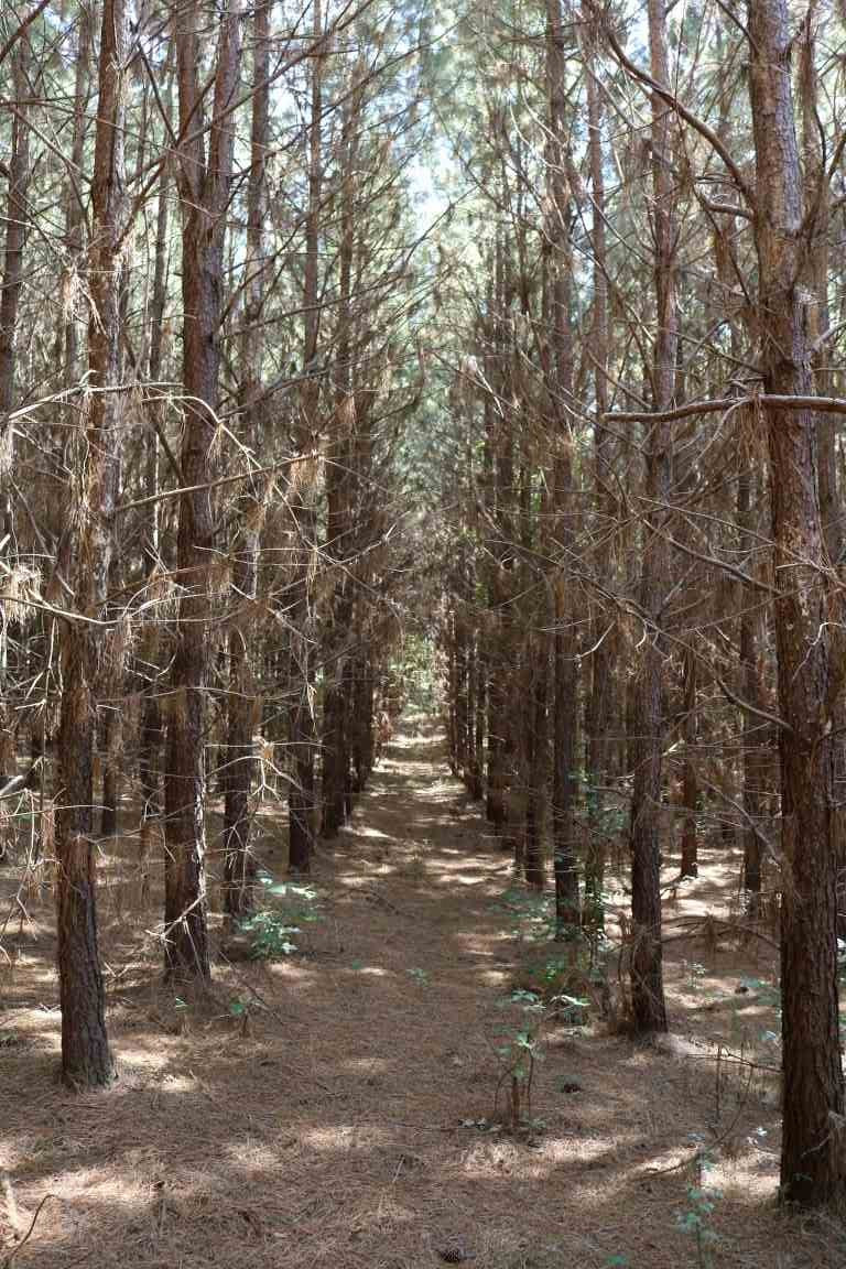 0 South Frontage Road Bentonia, MS 39040 - Photo 14 of 20 Photo 14