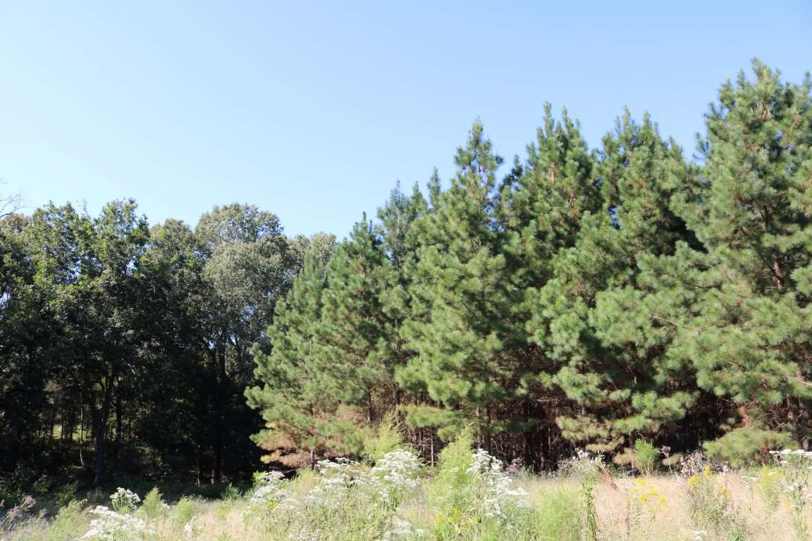 0 South Frontage Road Bentonia, MS 39040 - Photo 16 of 20 Photo 16