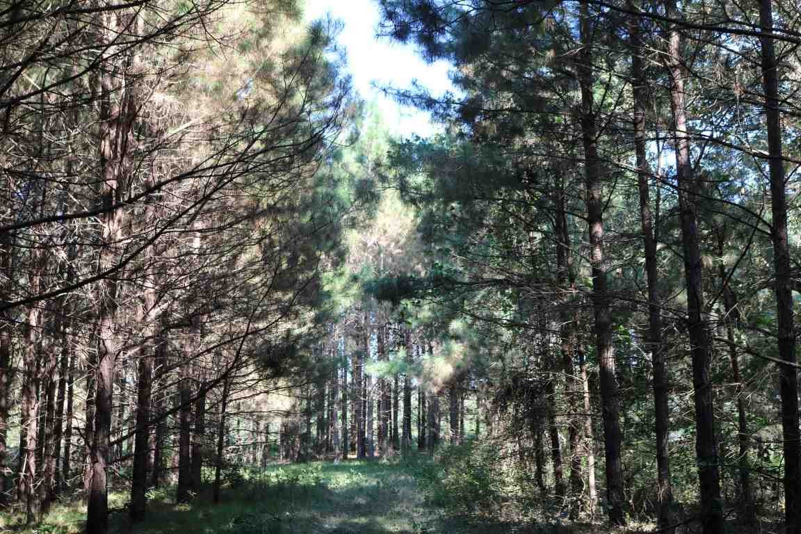 0 South Frontage Road Bentonia, MS 39040 - Photo 17 of 20 Photo 17