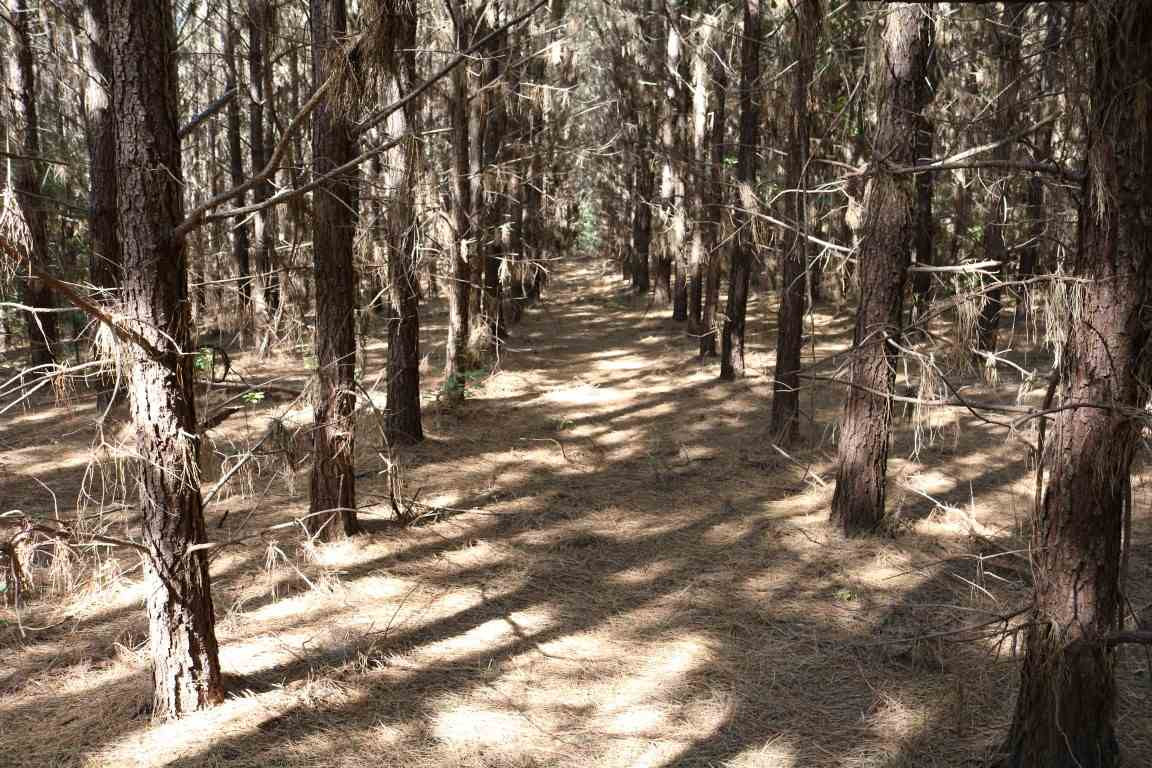 0 South Frontage Road Bentonia, MS 39040 - Photo 10 of 20 Photo 10