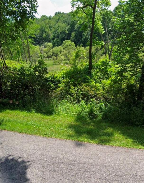 a view of a yard with plants and large trees