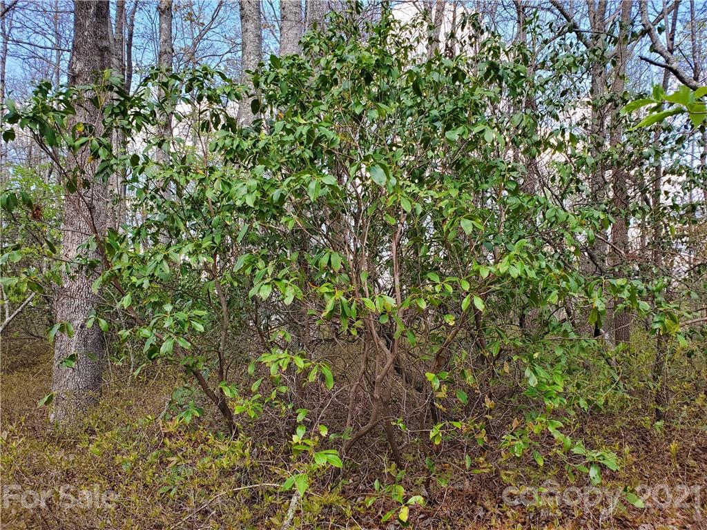 Corner Long Ridge Lane & Corner Long Ridge Lane, Unit 11 Rosman, NC 28772 - Photo 12 of 26