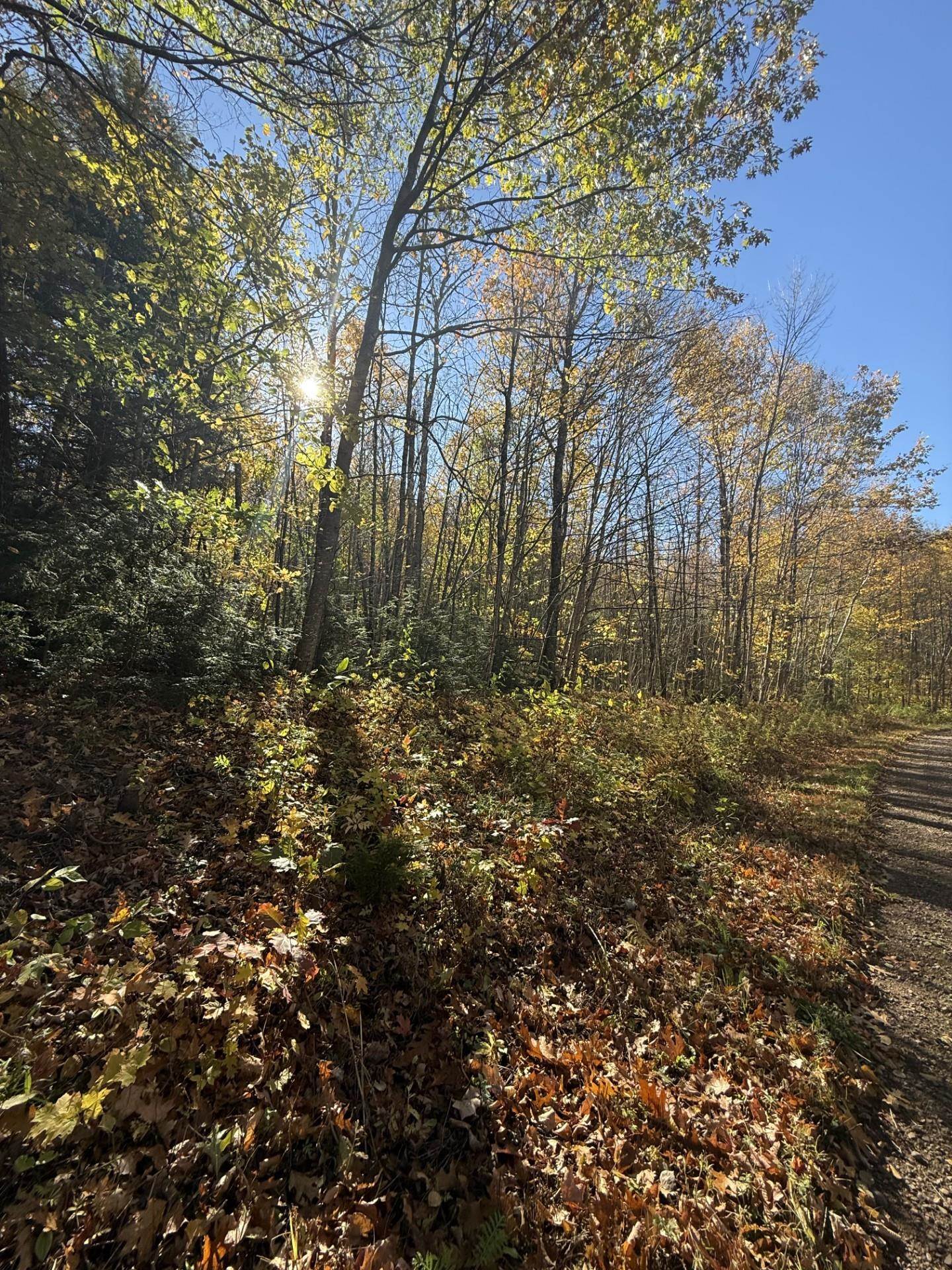 0 Ashland Bayfield Road Marengo, WI 54855 - Photo 3 of 5 View of woods