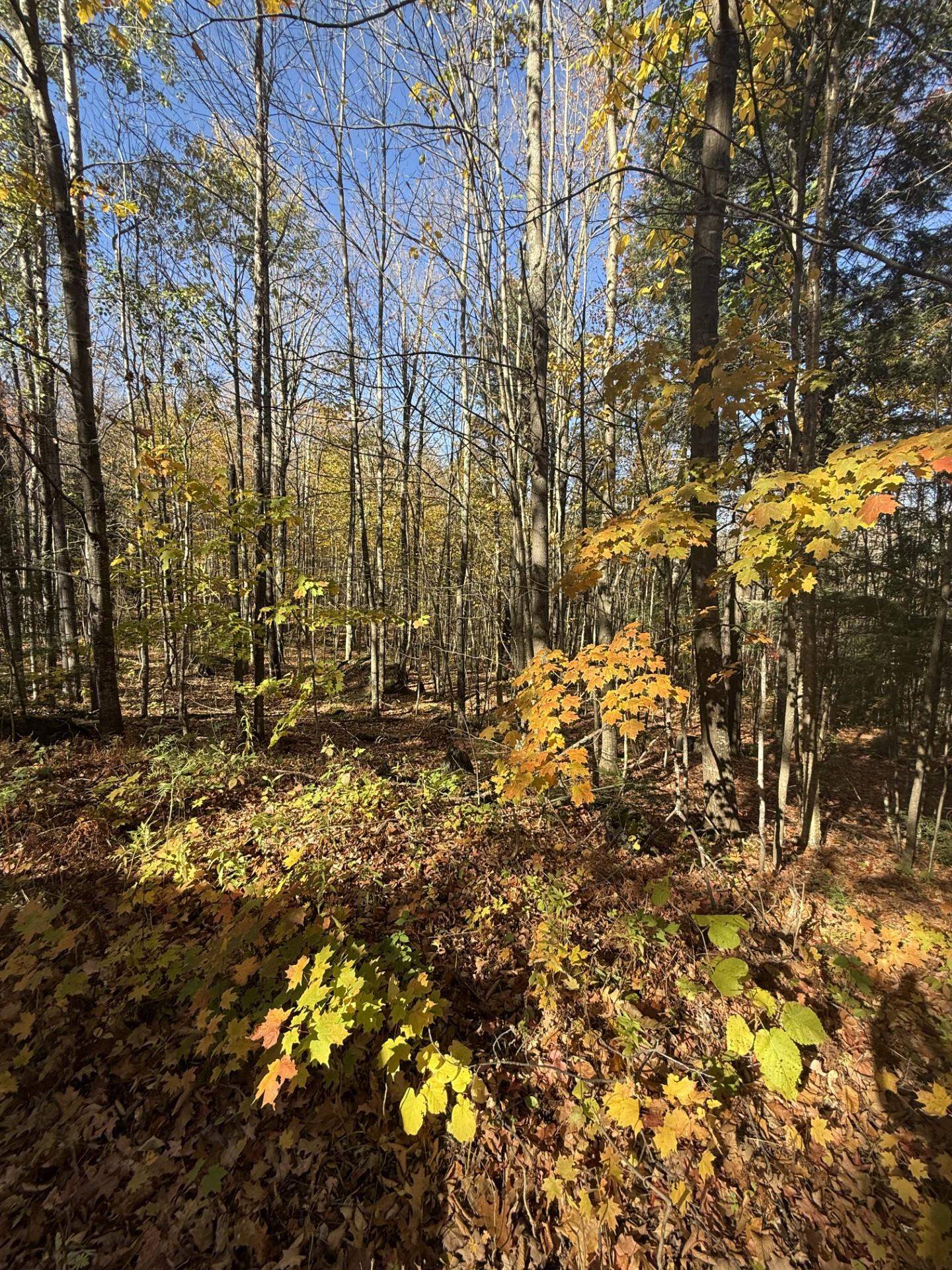 0 Ashland Bayfield Road Marengo, WI 54855 - Photo 4 of 5 View of wooded area
