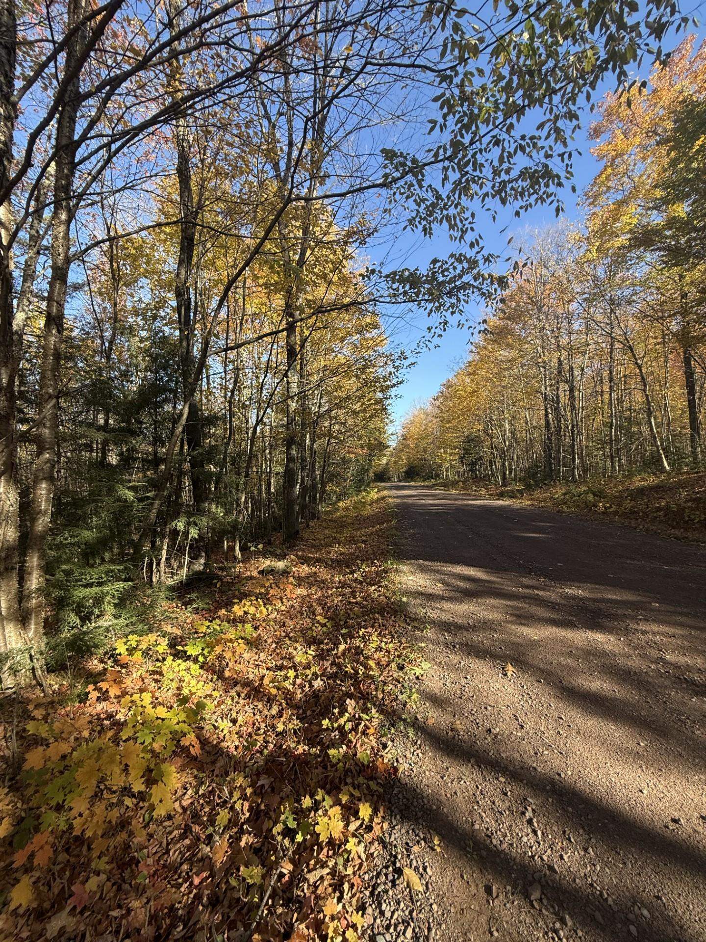 0 Ashland Bayfield Road Marengo, WI 54855 - Photo 5 of 5 View of dirt / gravel road with a forest view