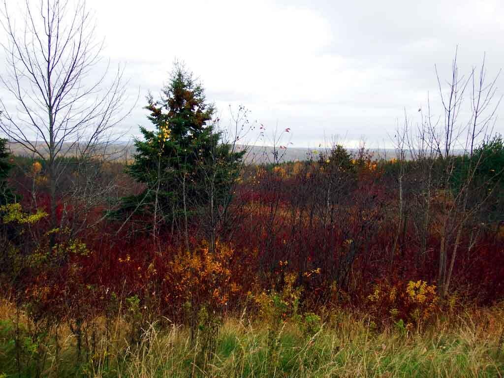 Lot 16 B North Road Patten, ME 04765 - Photo 22 of 31 patten-me-land-zannini-3