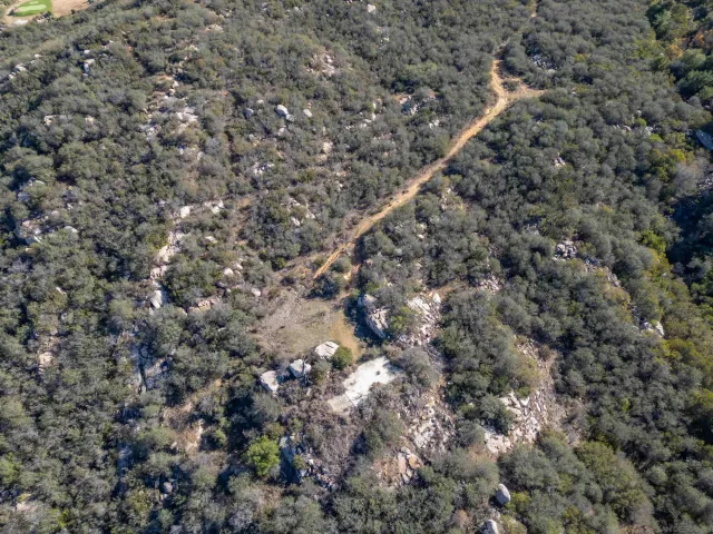 a close up of a tree