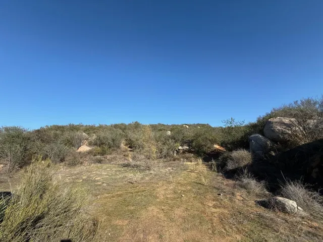 a view of a bunch of trees in a field