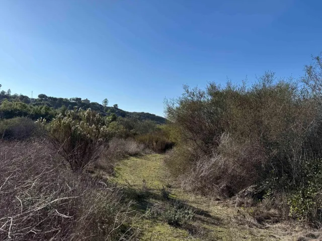 a view of a yard with a tree in the background