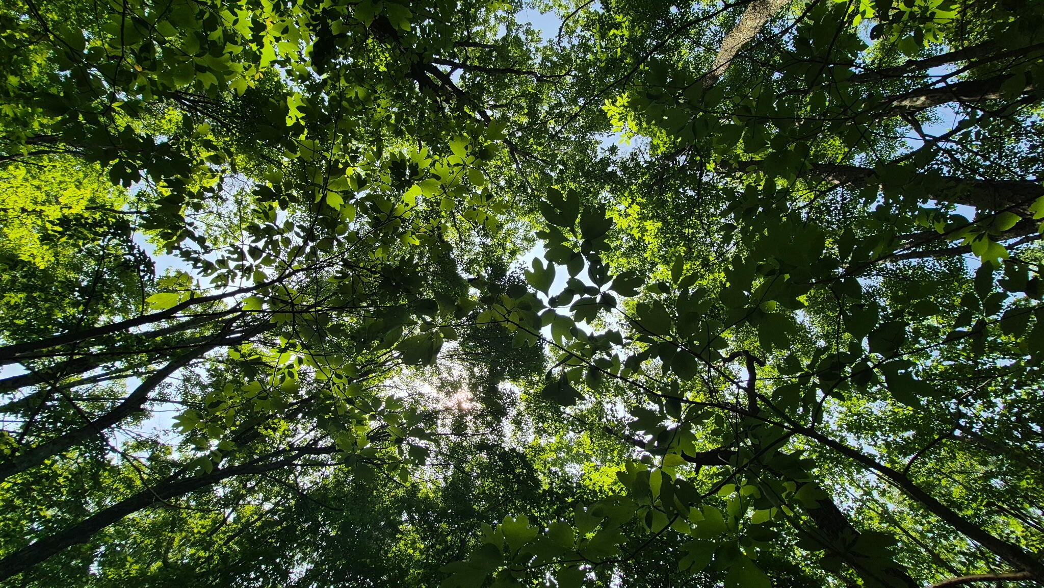 1255 Cherokee Path Jasper, TN 37347 - Photo 15 of 45