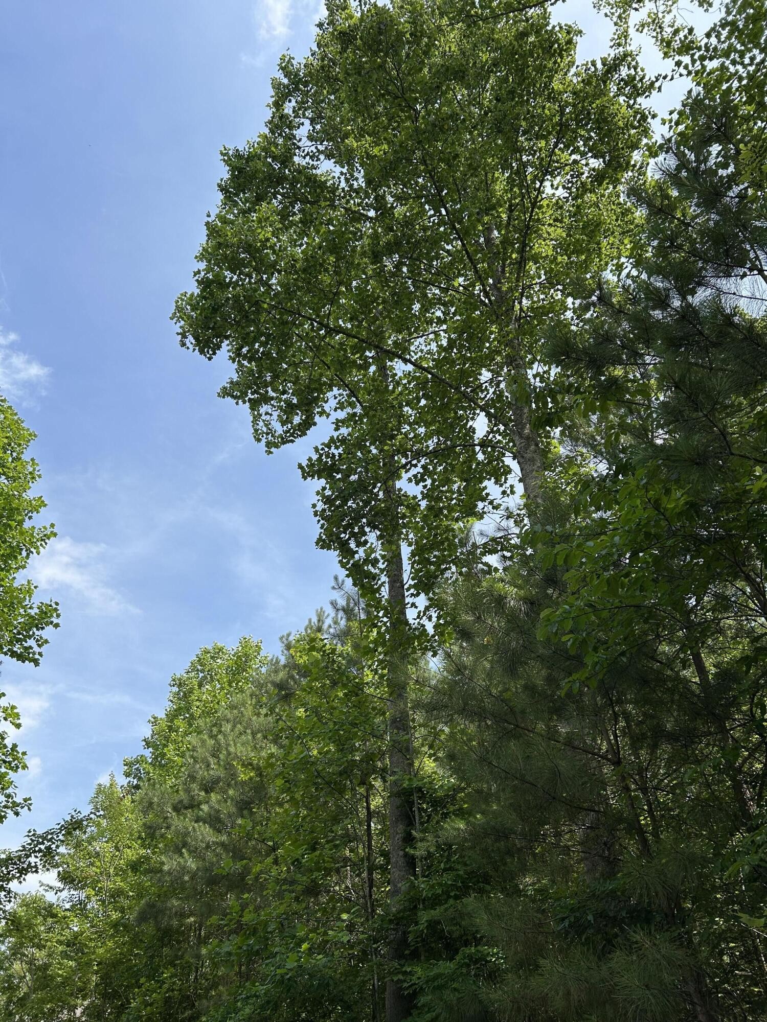 1255 Cherokee Path Jasper, TN 37347 - Photo 8 of 45