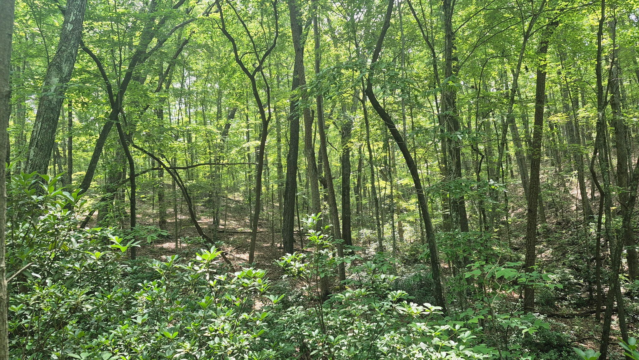 1255 Cherokee Path Jasper, TN 37347 - Photo 9 of 45