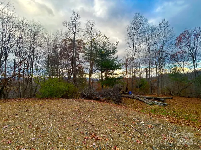 a view of a park with large trees