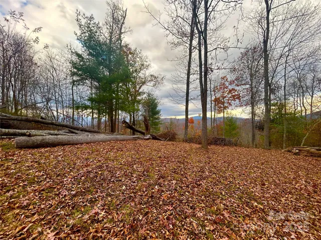 a street view with large trees