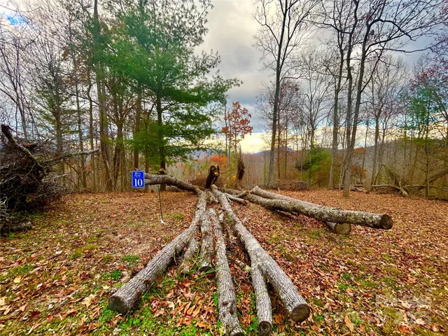 a view of a yard with plants and trees