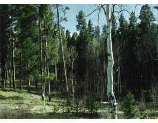 0 Colorow Road Edwards, CO 81632 - Photo 1 of 1 Primary Photo