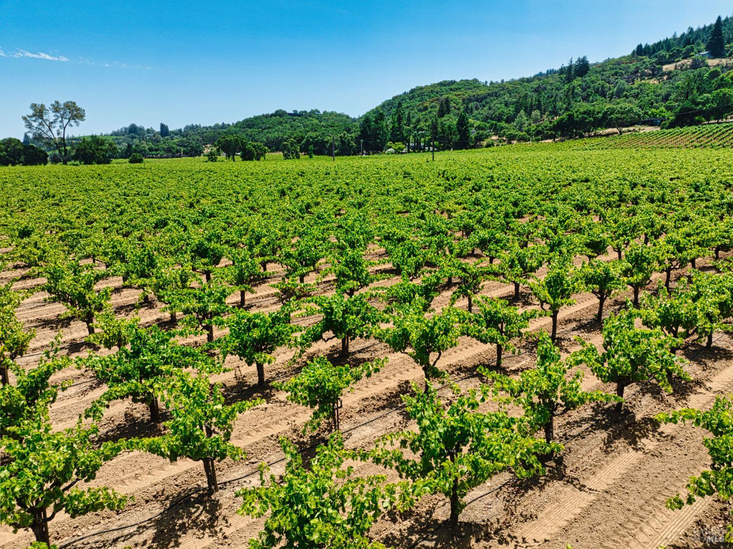 7874 West Dry Creek Road, Unit LOT 5 Healdsburg, CA 95448 - Photo 19 of 20 a view of a garden with a lake