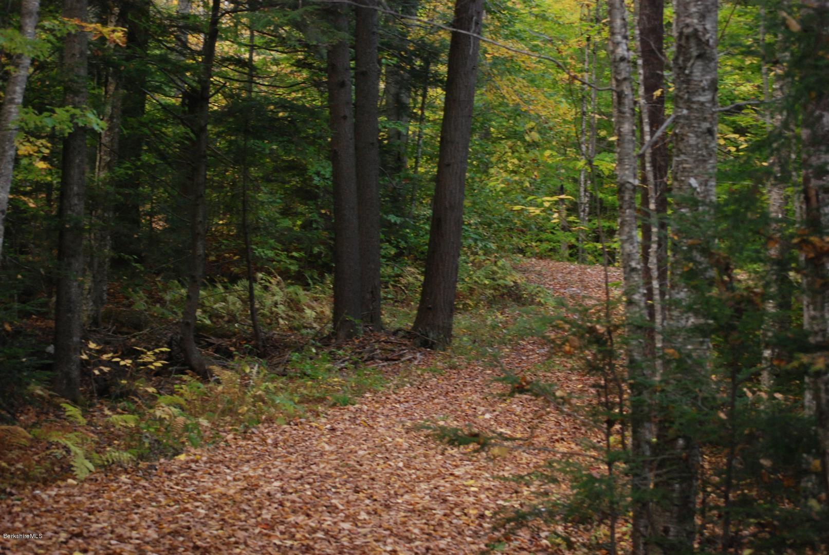 55 Town Hill Road Middlefield, MA 01235 - Photo 22 of 22 a view of a forest with trees