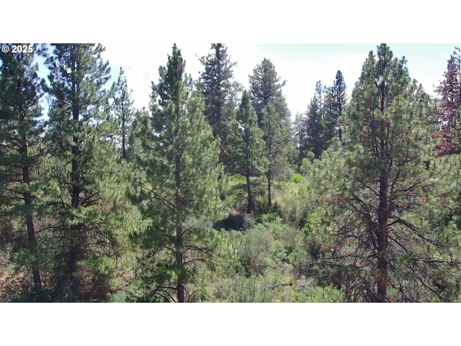Margi Way, Unit 7 Chiloquin, OR 97624 - Photo 2 of 14 a black and white photo of a lots of trees