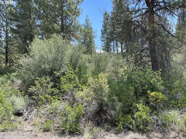 a view of a forest with a tree