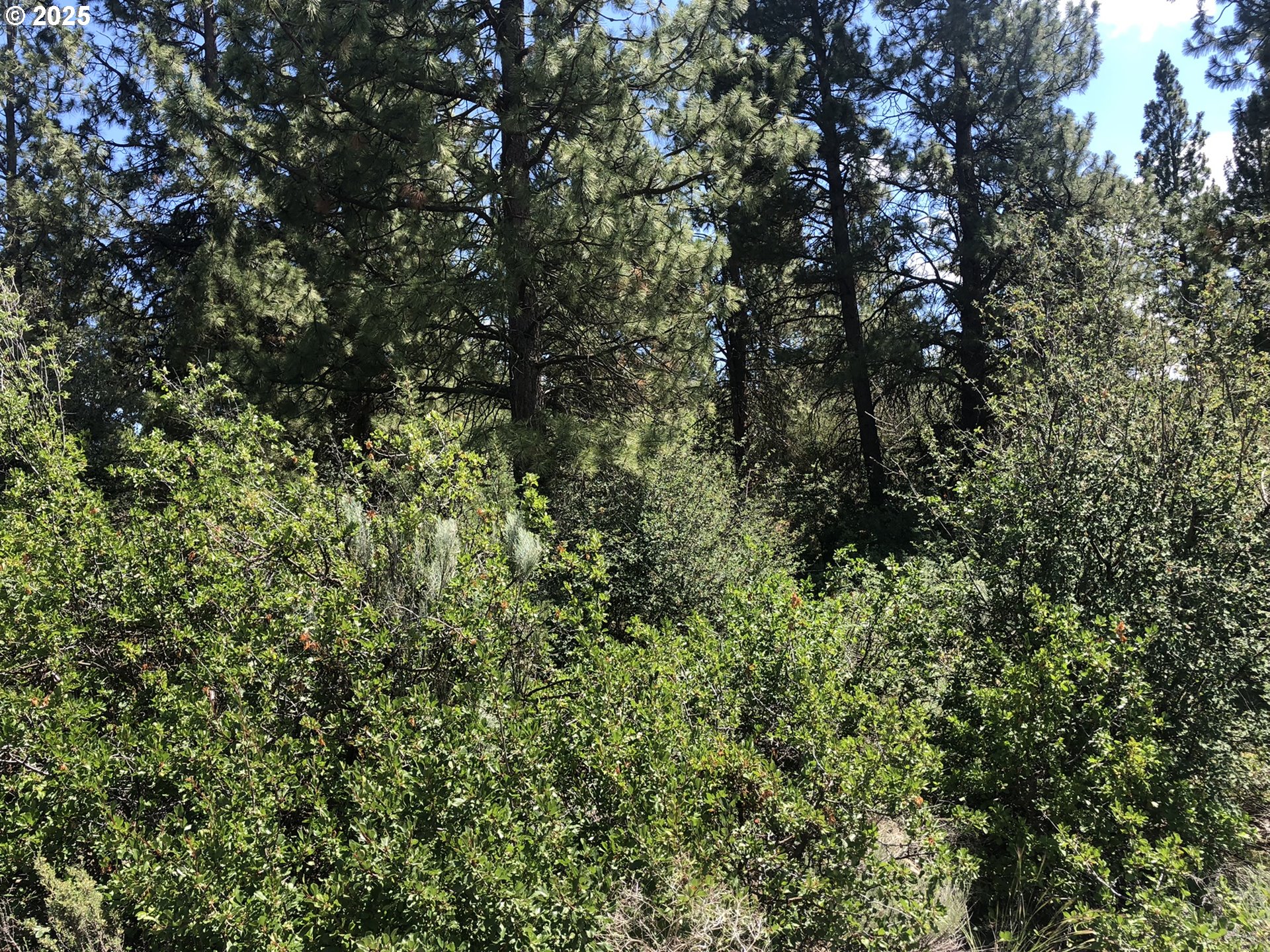 Margi Way, Unit 7 Chiloquin, OR 97624 - Photo 8 of 14 a view of a tree