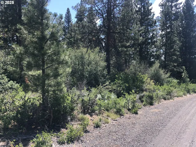a view of a forest with trees in the background