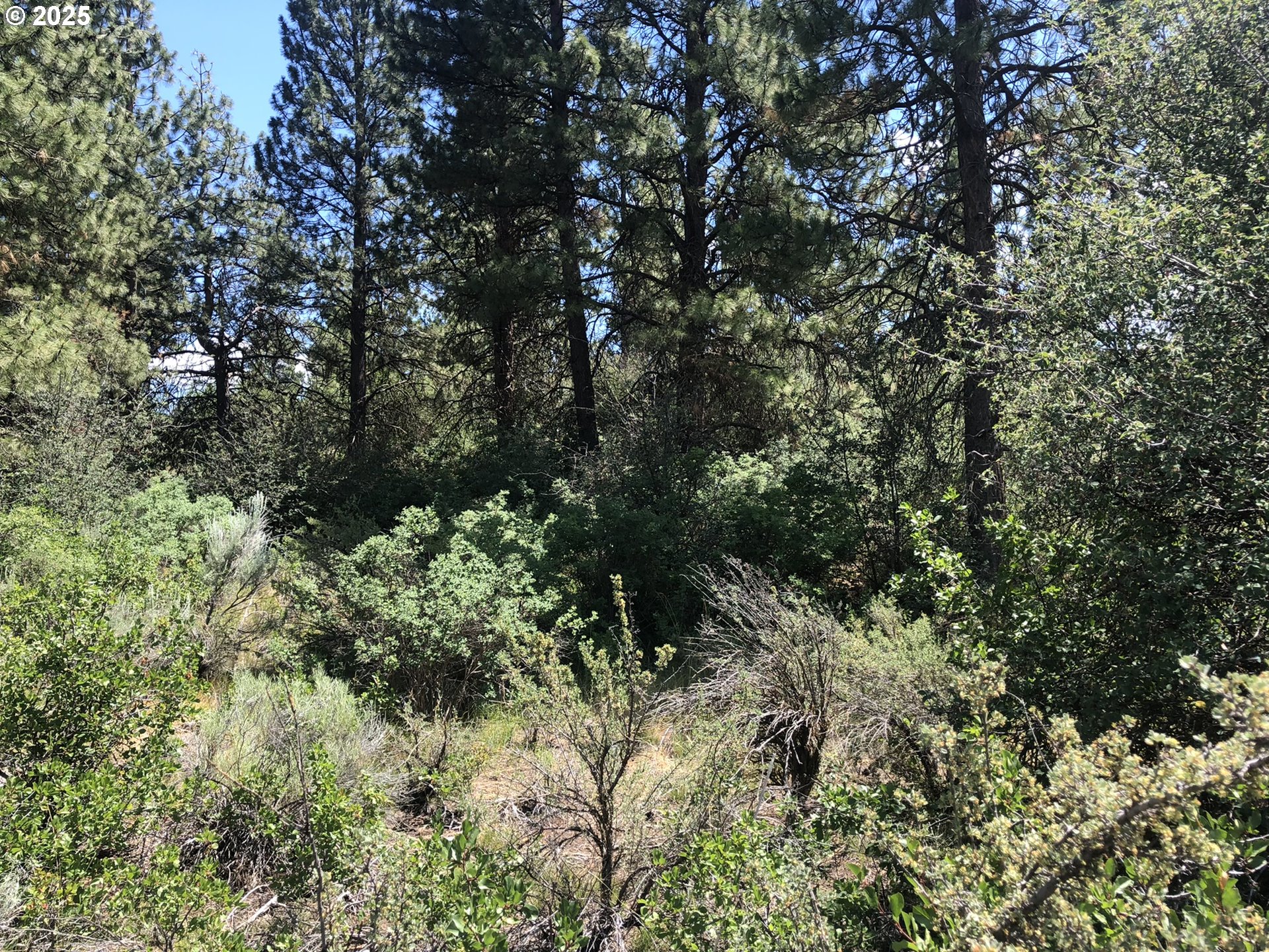 Margi Way, Unit 7 Chiloquin, OR 97624 - Photo 10 of 14 a view of a tree