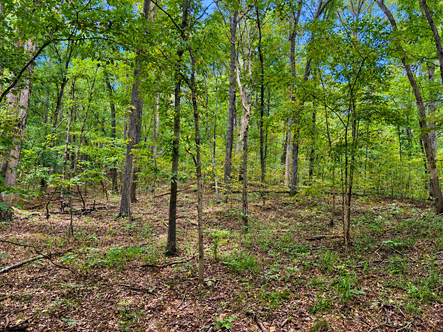 0 Perry Road Golconda, IL 62938 - Photo 1 of 4 Gallery Image 1