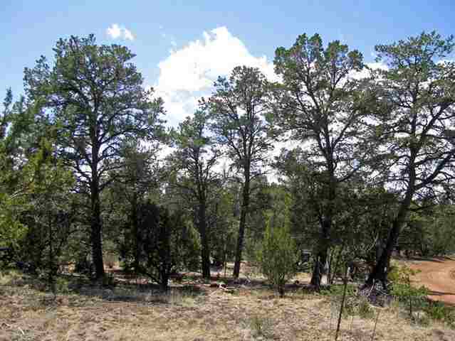 3320 Jeep Trail Overgaard, AZ 85933 - Photo 1 of 5