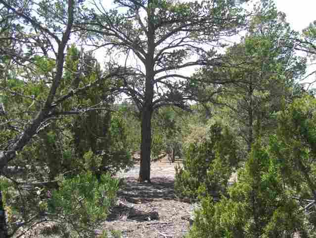 3320 Jeep Trail Overgaard, AZ 85933 - Photo 2 of 5