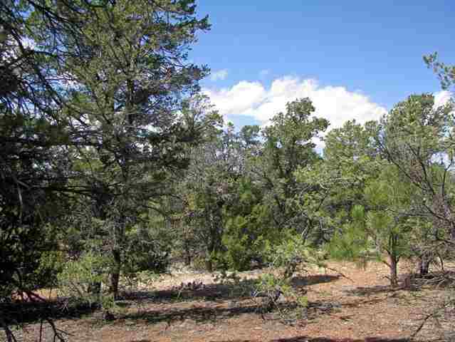 3320 Jeep Trail Overgaard, AZ 85933 - Photo 3 of 5