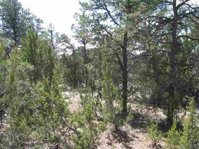 3320 Jeep Trail Overgaard, AZ 85933 - Photo 4 of 5