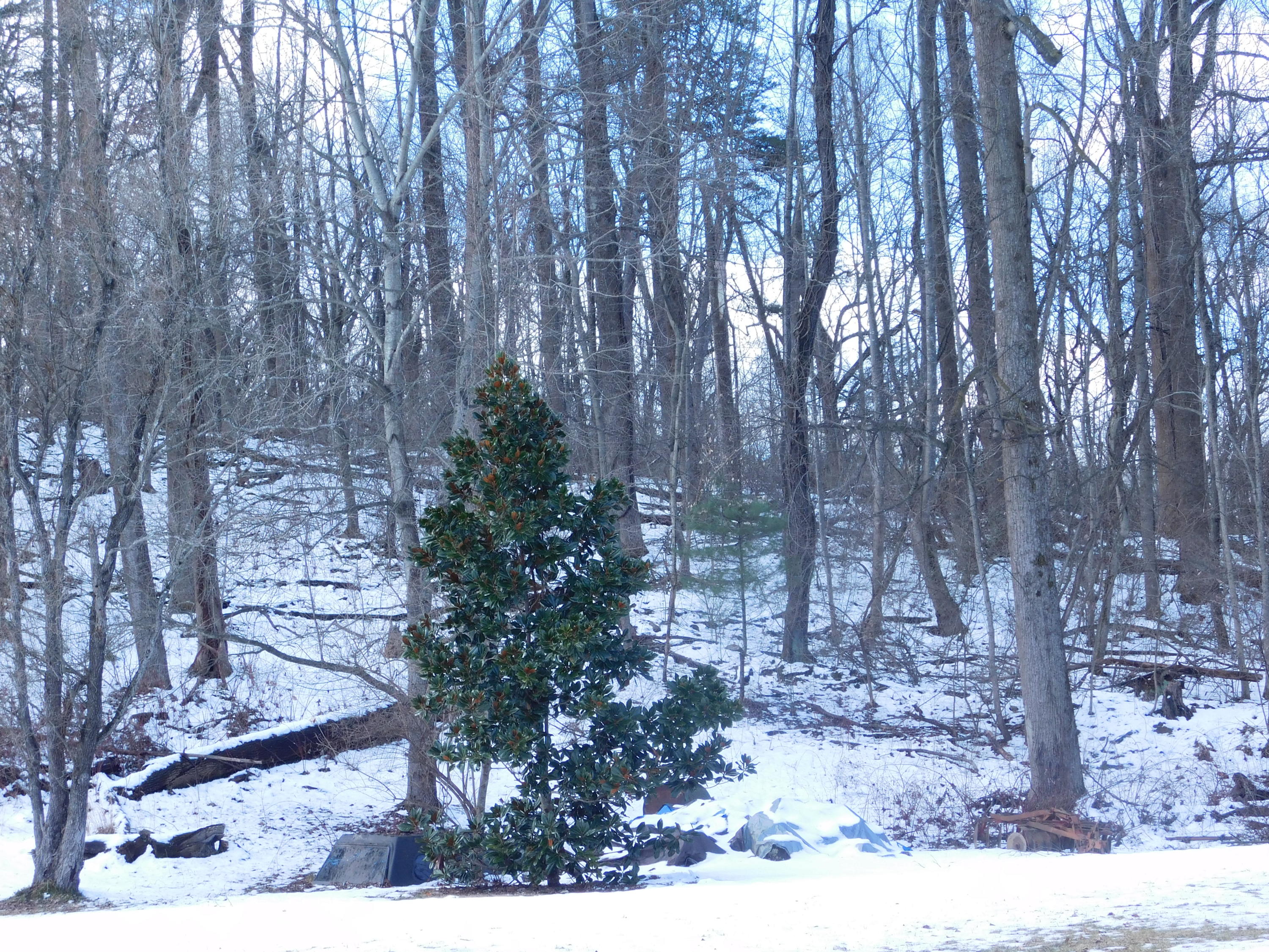 338 Wesley Road Daleville, VA 24083 - Photo 58 of 63 Partial Wooded Lot