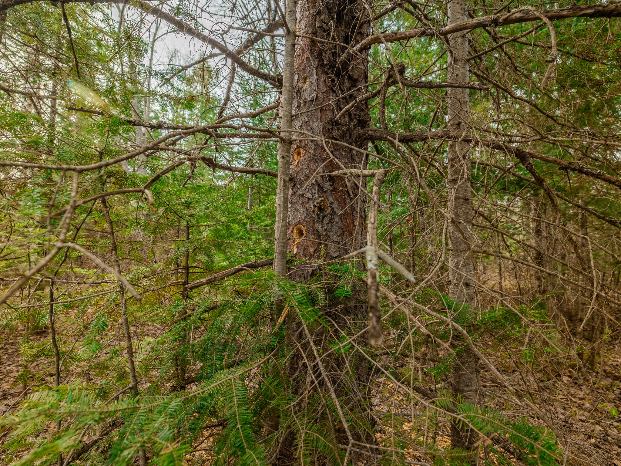 Lot 5 Horoscope Road Pelkie, MI 49958 - Photo 8 of 14 048A2177-HDR