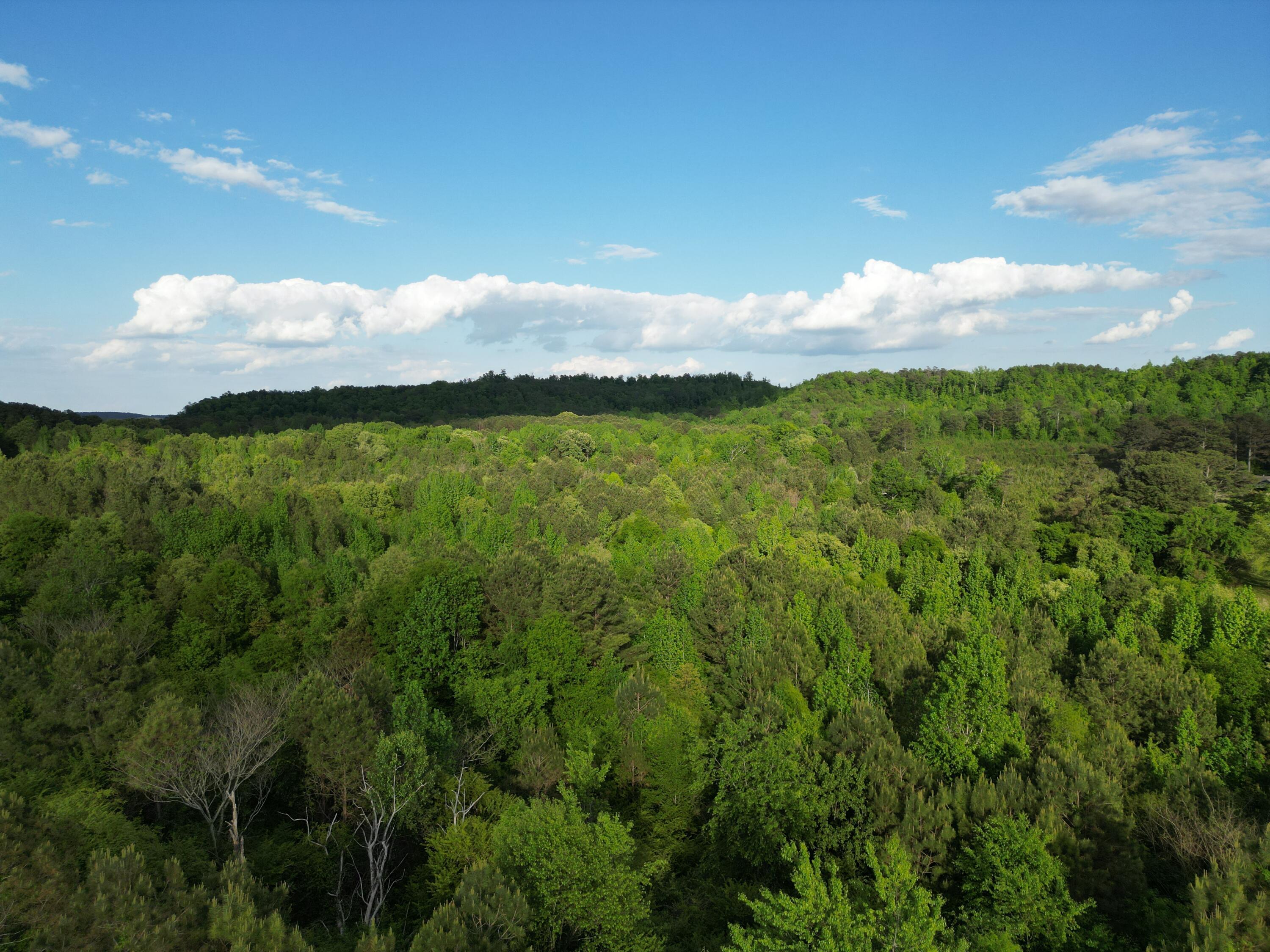 0 Dogtown Road Carbon Hill, AL 35549 - Photo 19 of 23 dji_fly_20260414_031600_733_177673608189