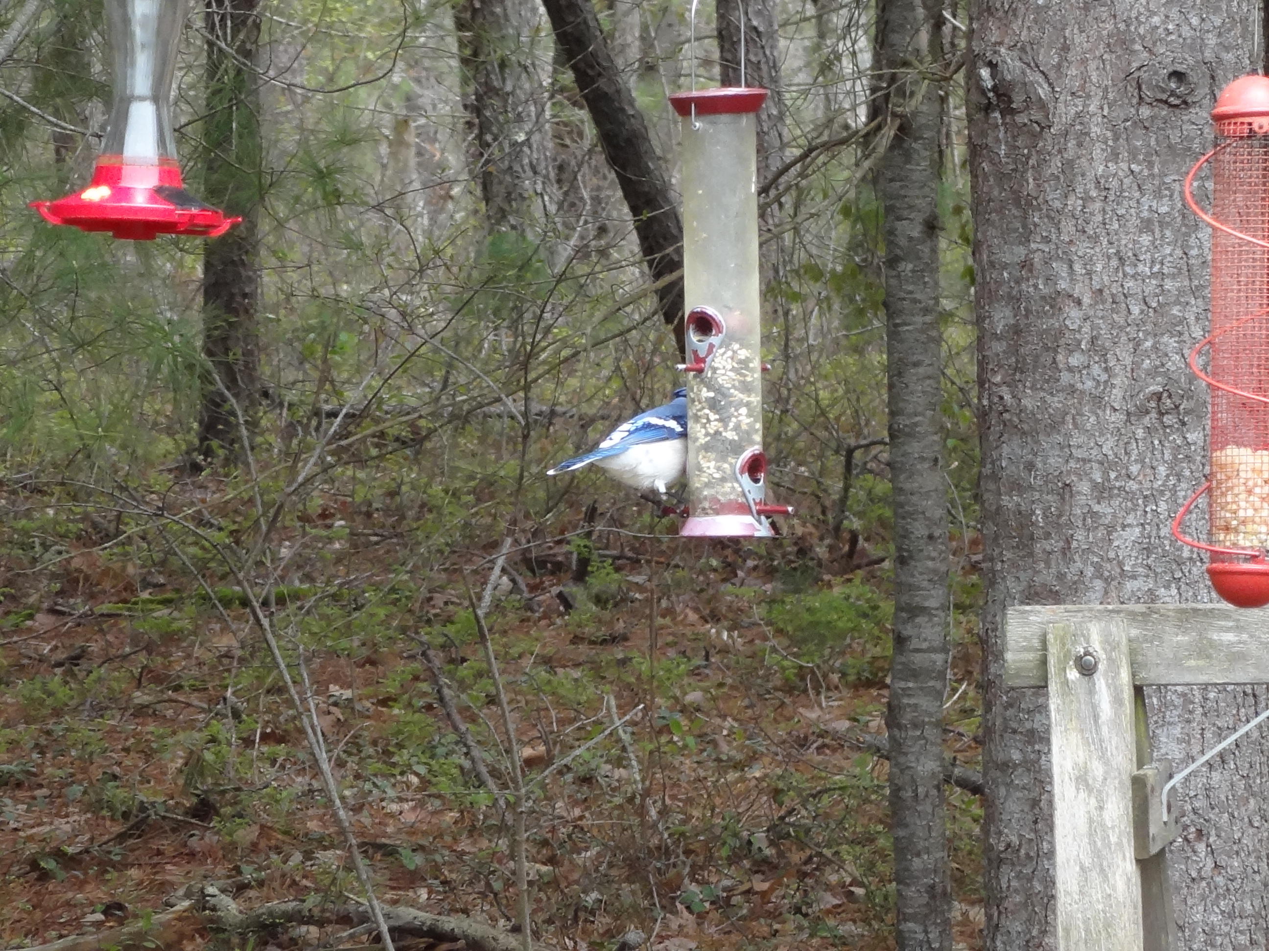 7 Racoon Lane Forestdale, MA 02644 - Photo 26 of 36 DSC03117