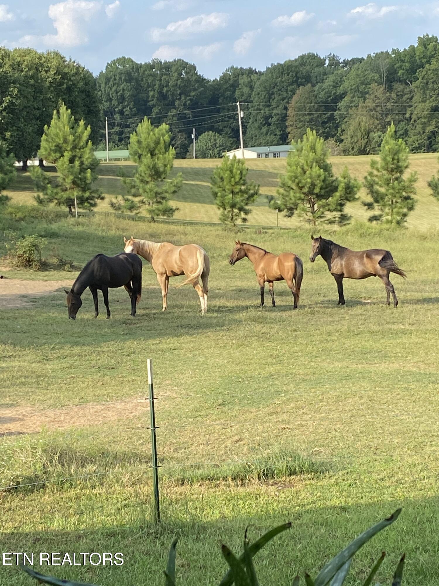 1422 Dove Lane Springfield, TN 37172 - Photo 3 of 53 Horse Property Farm