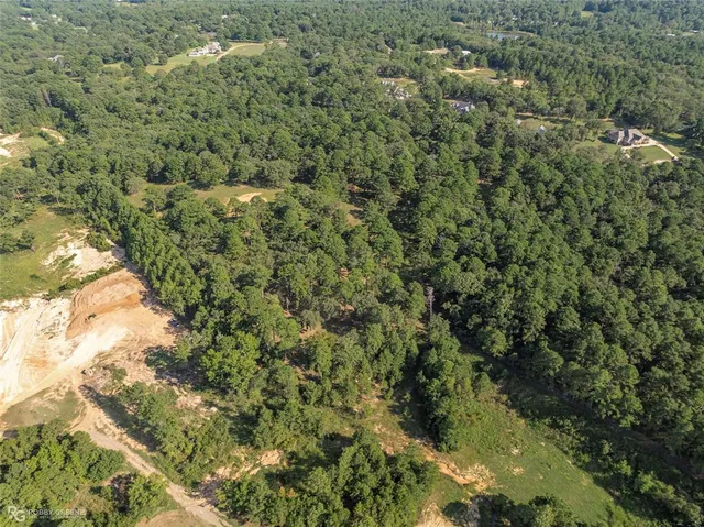 a view of a forest that has a tree
