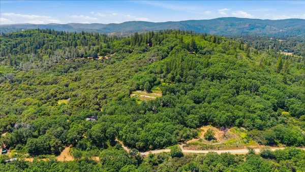 a view of a lush green forest with trees in the background