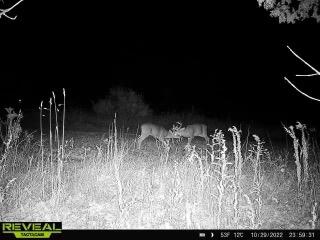 2050 West County Line Road Sand Lake, MI 49343 - Photo 35 of 38 deer