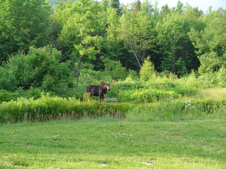 2184 Dick Brown Road Plymouth, NH 03264 - Photo 23 of 34 Gallery Image 23