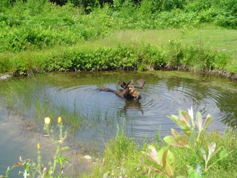2184 Dick Brown Road Plymouth, NH 03264 - Photo 24 of 34 Gallery Image 24