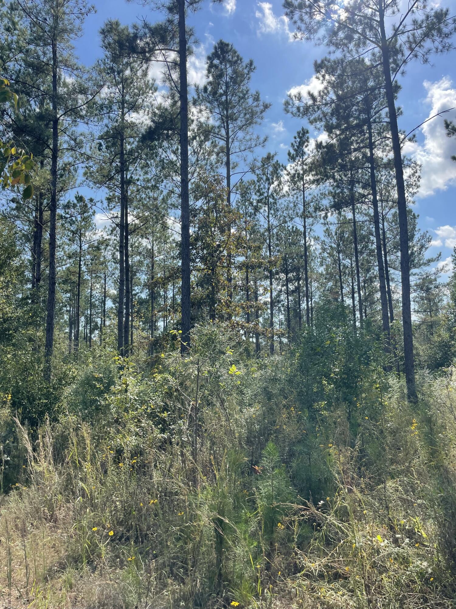 Tbd Holly Springs Road Foxworth, MS 39483 - Photo 3 of 22 IMG_7640