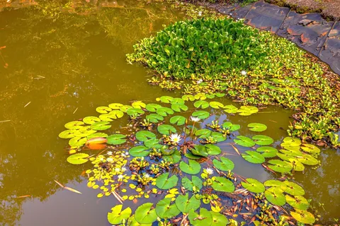 a view of tree with wooden fence