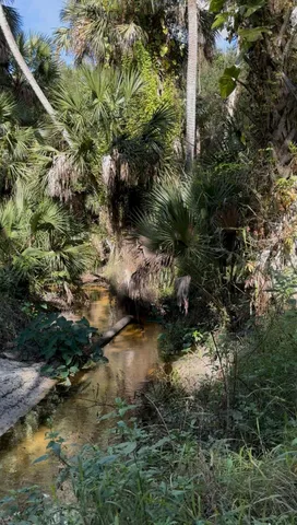 a view of a forest with a lake