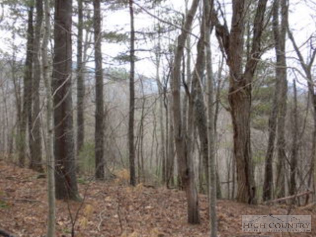 Lot 22 Rosa Road Warrensville, NC 28693 - Photo 1 of 5 a view of a forest