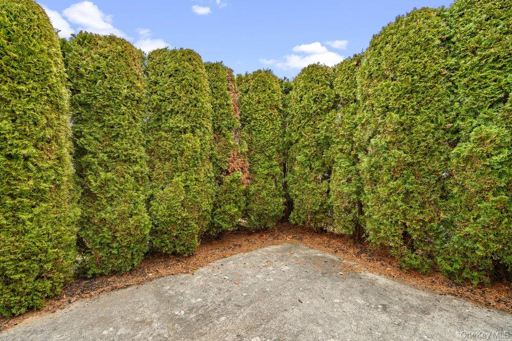 587 Leisure Drive Ridge, NY 11961 - Photo 40 of 49 a view of a yard with a plant